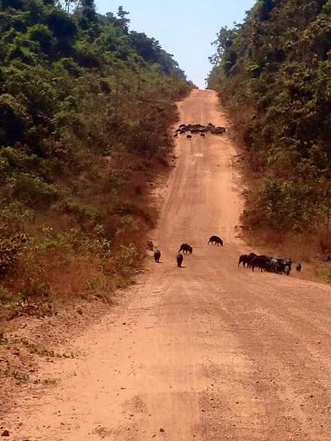 Imagem do dia - Queixadas bloqueando estradas, no fim da colheita de milhos em Kuruguati (PY)
