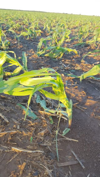 Danos causados por granizo em soja e milho na província de Córdoba, Argentina (Fonte: Twitter da @BCCBA)