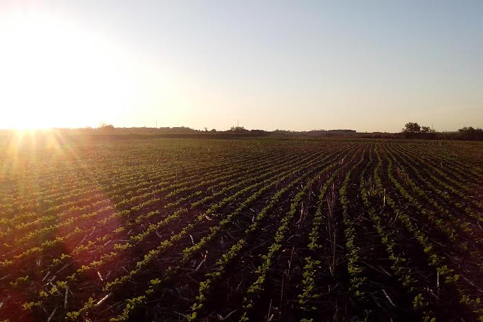 Imagem do dia - Lavoura de soja em Missal (PR). Envio de Anderson Miguel Lenz