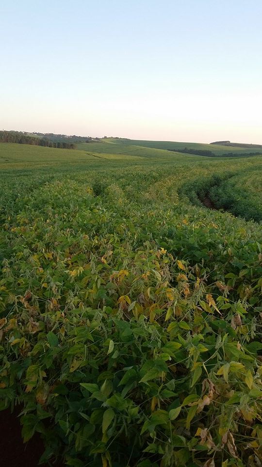 Imagem do dia - Lavoura de soja no Sítio São Pedro em Jandaia do Sul (PR)