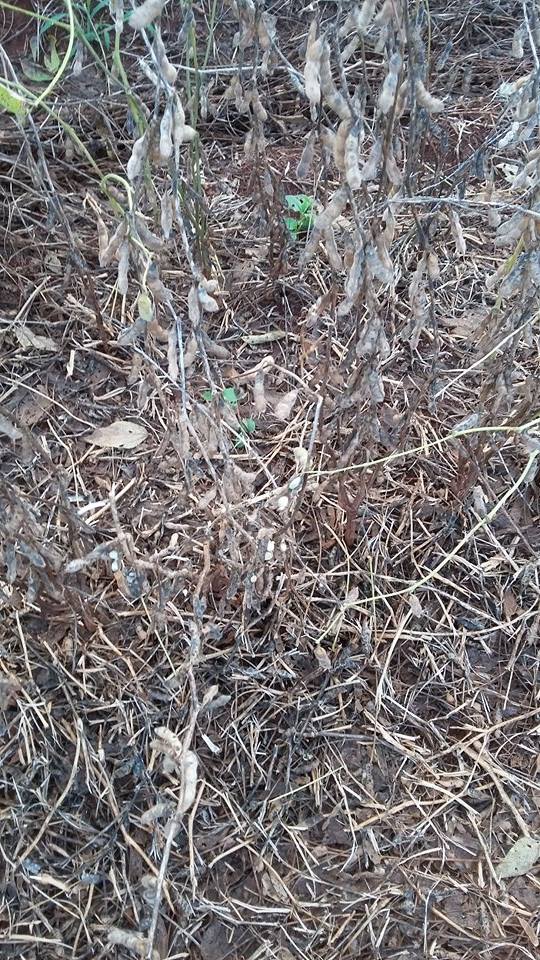 Imagem do dia - Lavoura de soja em Jandaia do Sul (PR). Enviado por Leticia Colauto