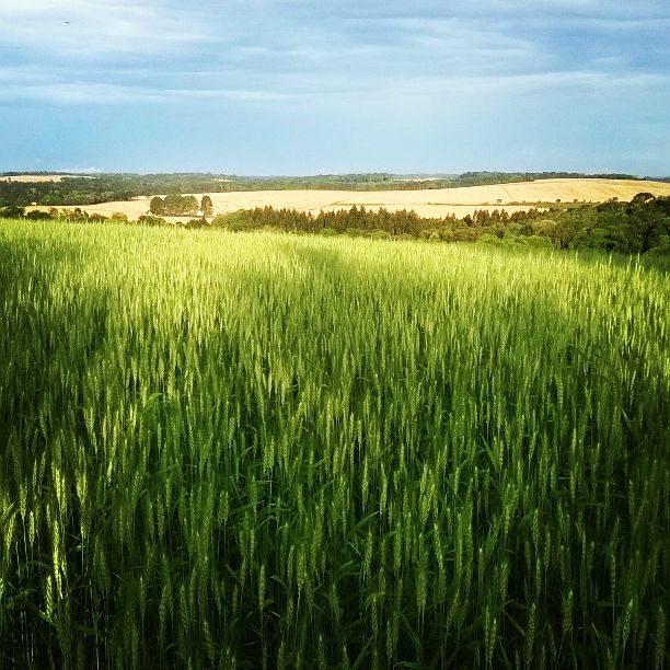 Imagem do dia - Lavoura de trigo em São Mateus do Sul (PR). Envio de Fernando Ribas