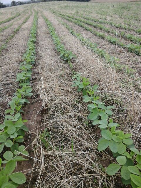 Imagem do dia - Lavoura de soja em Santa Maria (RS), do produtor José C. Vedoin
