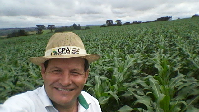 Imagem do dia - Área de milho safrinha em Nova Aurora (PR). Enviado pelo Técnico Agrícola David Clemente