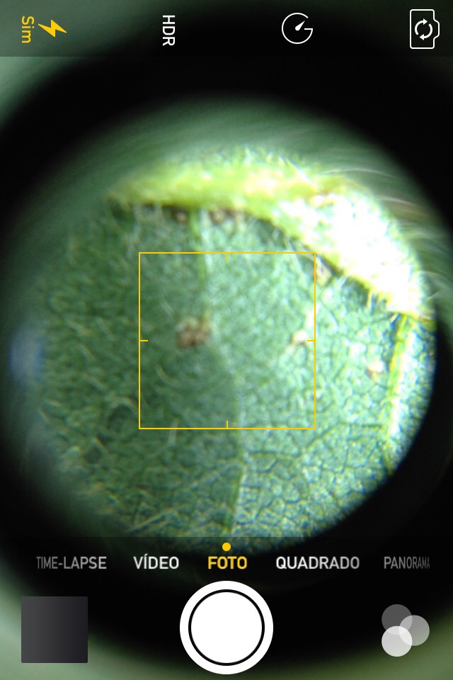 Imagem do dia - Ferrugem asiática em Ourizona (PR). Imagem enviada pelo Engenheiro Agrônomo Rodolfo Baraldo Nocchi