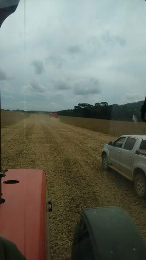 Imagem do dia - Colheita de soja em Palmeira (PR)