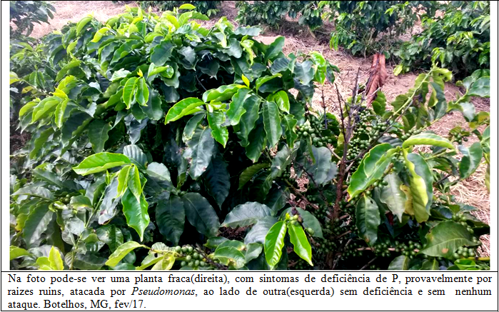 Procafé: Mancha aureolada em cafeeiros ataca mais plantas deficientes 002