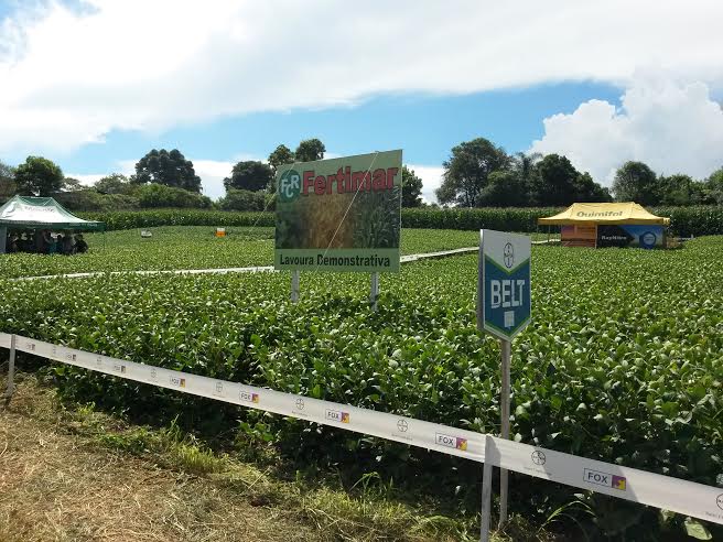 Imagem do dia - Dia de campo em Vila Maria (RS). Envio do técnico agrícola Clerson Bordin
