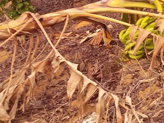 Imagem do dia - Bananas sofrendo com a seca em Rio Bananal (ES). Enviado por Sérgio Nunes