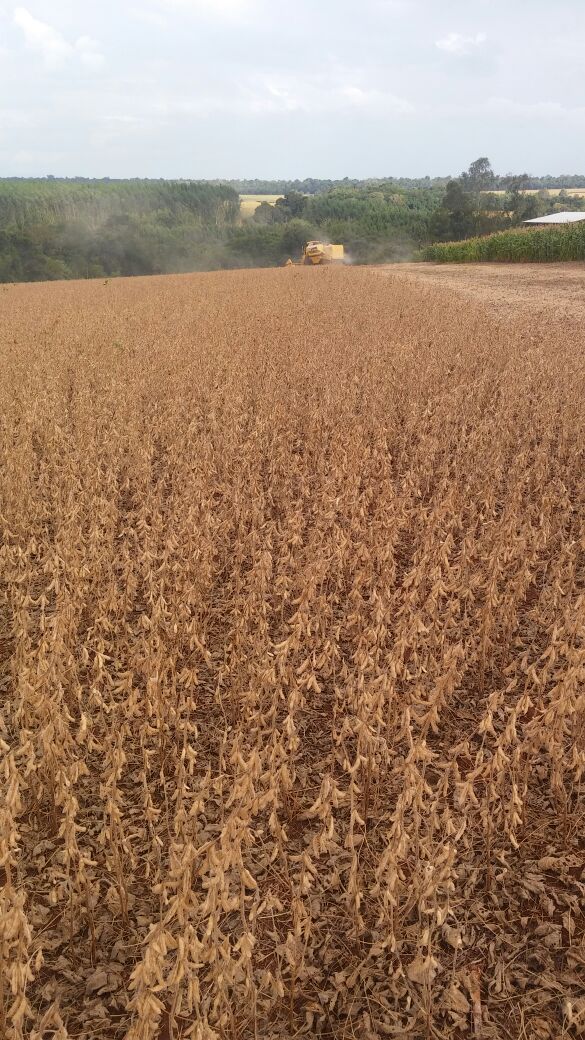 Imagem do dia - Colheita de soja safrinha em Santa Terezinha de Itapú (PR). Foto enviada pelo Engenheiro Agrônomo Emerson Luiz Romanha
