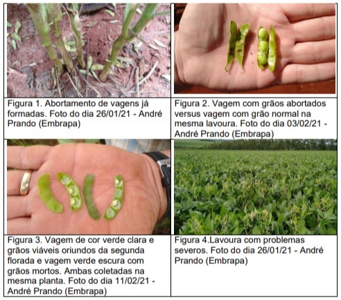Embrapa Soja - Comunicado sobre abortamento de vagens