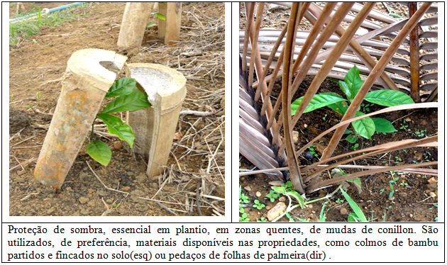 Café no pós-plantio requer sombra e água fresca 003