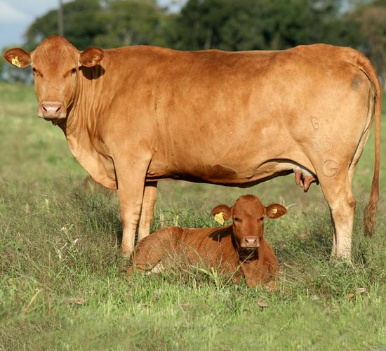 Imagem do dia - Fêmea da raça Caracu, na Fazenda Guaraúna, em Palmeira (PR), do produtor Lício Isfer