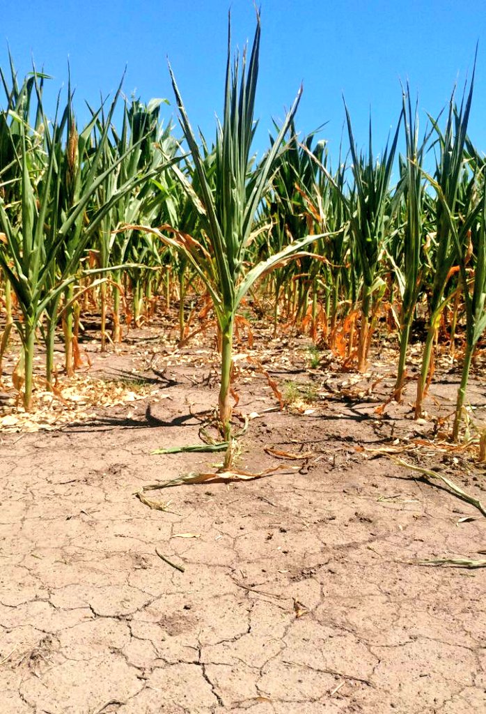 Milho em Armstrong, Santa Fe, Argentina (Fonte: Federação Agrária Argentina)