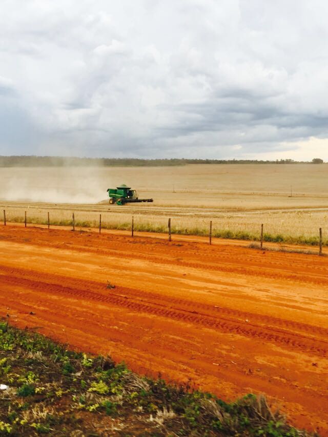 Imagem do dia - Colheita de soja em Formosa (GO). Enviado por Luiz Carlos Pereira