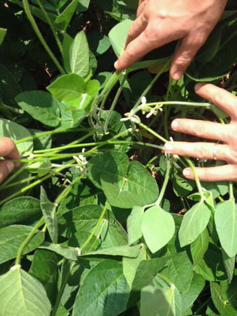 Imagem do dia - Lavoura de soja em Saldanha Marinho (RS), do produtor Jonas Pessini Horbach