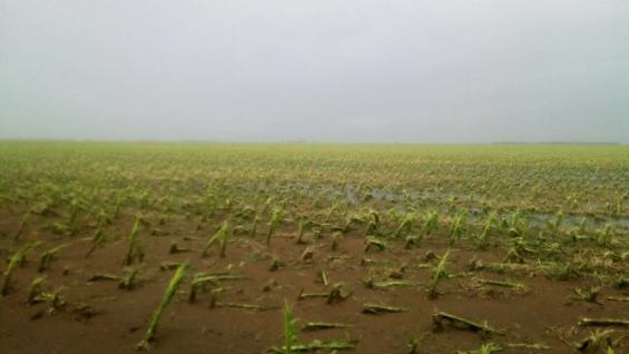 Granizo afeta soja e milho em Córdoba