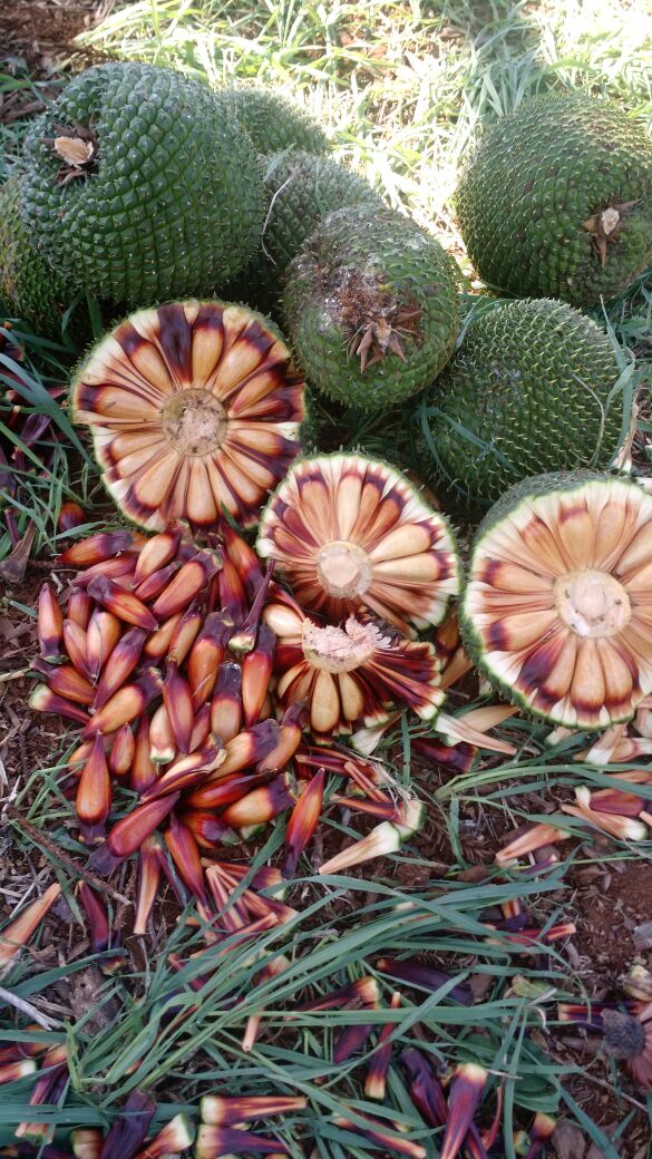 Imagem do dia - Colheita de pinhão em Santa Maria do Oeste (PR), na propriedade de Gustavo Otaviano de Siqueira