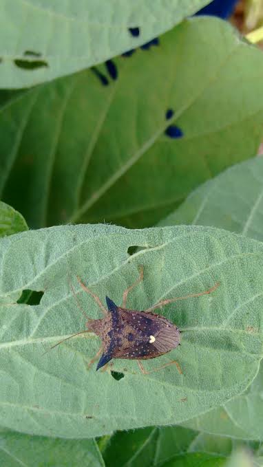 Imagem do dia - Percevejo na lavoura de soja em Londrina (PR)