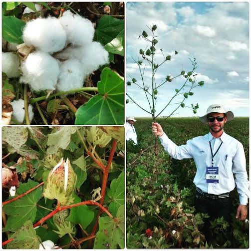 Imagem do dia - Viagem técnica realizada pela AMPASUL pelas lavouras de algodão da Austrália. Enviado por Lucas Mudinutti