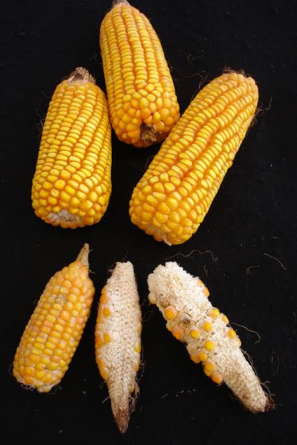 Dano em espigas de milho causado por enfezamento. Imagem cedida pela Embrapa Milho e Sorgo