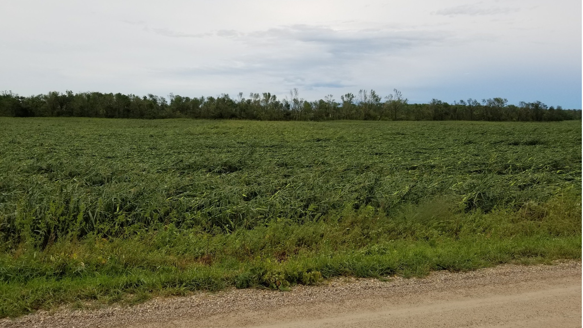 Milho acamado nos EUA - Tempestade agosto 2020