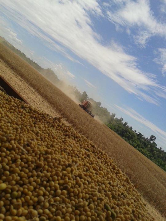 Imagem do dia - Lavoura de soja em Mercedes (PR), do produtor Oldair Zancanella