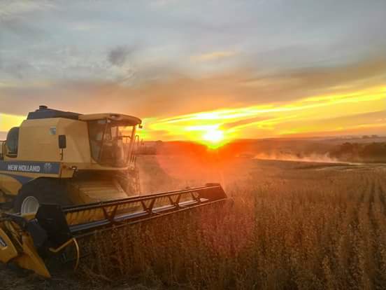 Imagem do dia - Colheita de soja em Ponta Grossa (PR), na Fazenda dos Sonhos. Foto enviada por Welington Massinham