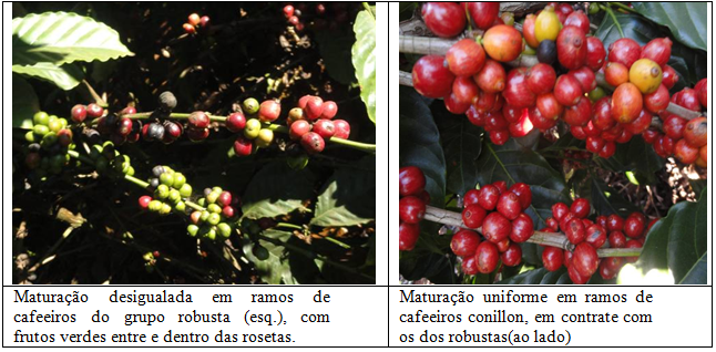 Floração mais uniforme de cafeeiros conillon, em relação a outros robustas - Imagem 2