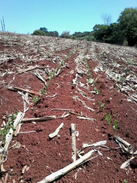Imagem do dia - Lavoura de soja em Iracema do Oeste (PR), do produtor Rogério Polizel