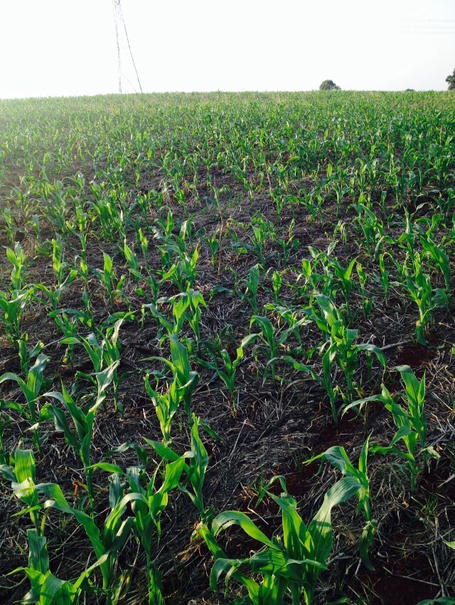 Imagem do dia - Lavoura de milho em Trindade do Sul (RS), do produtor Élton Marcodes