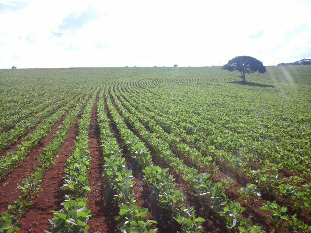 Imagem do dia - Lavoura de soja em Madre de Deus de Minas (MG), dos produtores Paulo César e Roni