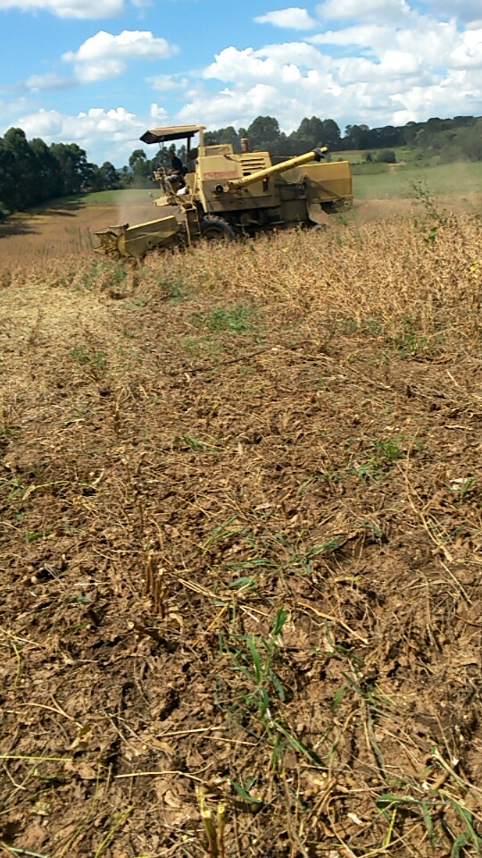 Imagem do dia - Colheita de soja em Piraí do Sul (PR), do produtor Reginaldo Jaco. Enviado por Augusto Amaral