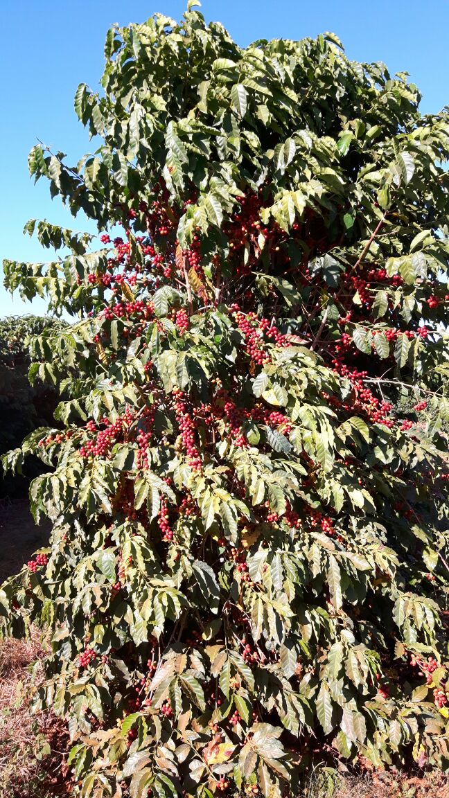 Imagem do dia - Lavoura de café irrigado em Rio Paranaíba (MG), na Fazenda Maria Aparecida Amadei