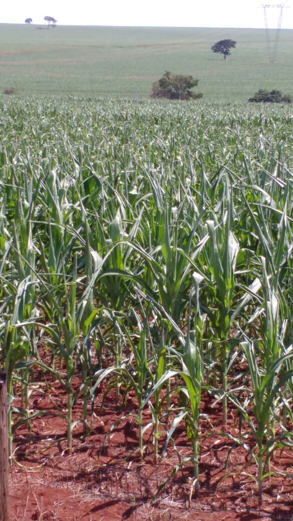 Imagem do dia - Lavoura de milho safrinha em Santa Helena de Goiás (GO). Enviado pelo Engenheiro Agrônomo Hildo Antônio