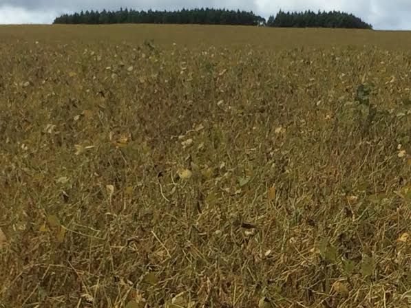 Imagem do dia - Soja na fazenda Boa Vista, em Honorório Serpa (PR). Envio de Charles Talau