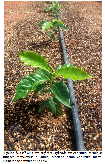 Modo de uso de adubos orgânicos em cafezais 002