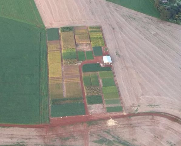 Imagem do dia - Área experimental da CEDEP-AGRO em Renascença (PR). Enviado por Ana Paula Ciliprandi