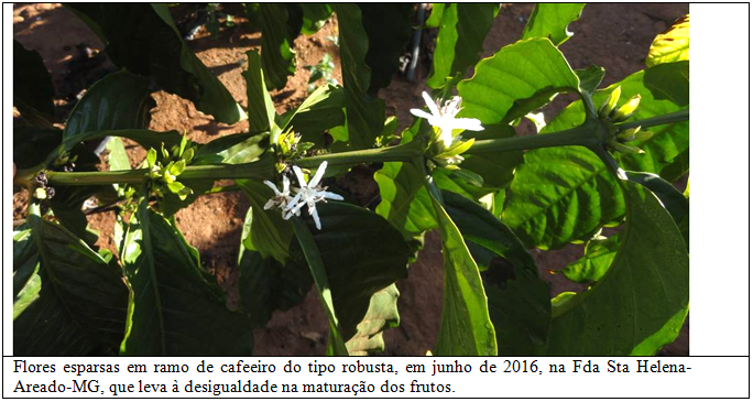Floração mais uniforme de cafeeiros conillon, em relação a outros robustas - Imagem 1