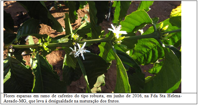 Procafé: Floração mais uniforme de cafeeiros conillon em relação a