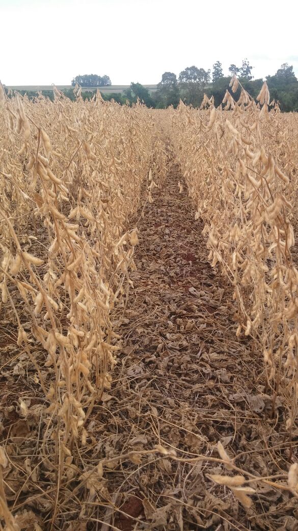 Imagem do dia - Colheita de soja safrinha em Santa Terezinha de Itapú (PR). Foto enviada pelo Engenheiro Agrônomo Emerson Luiz Romanha