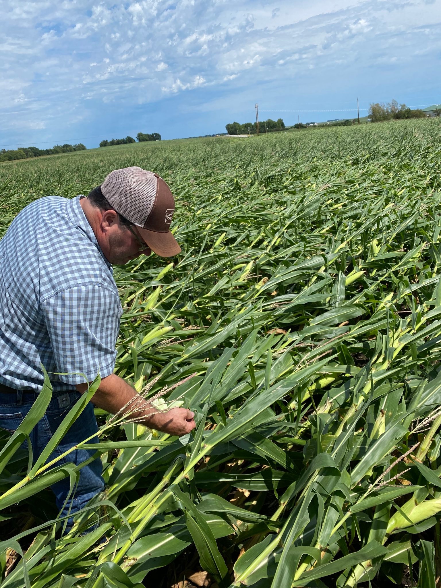 Milho acamado nos EUA - Tempestade agosto 2020