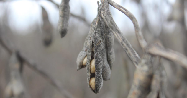 Soja afetada logo após alcançar a maturação fisiológica em Carlos Tejedor, Buenos Aires (Foto: Dante Garciandia)