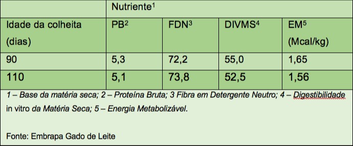 embrapa capim elefante
