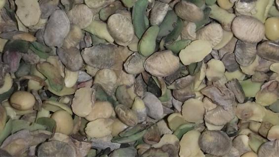 Soja danificada em Córdoba, Argentina