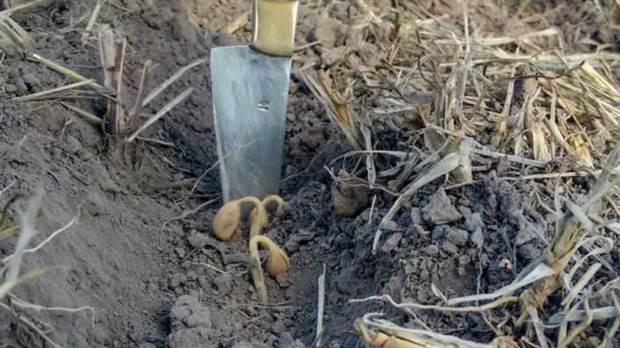 Soja plantada em 26 de dezembro em Llambí Campbell, Santa Fe, afetada pela falta de água (Fonte: La Nación)