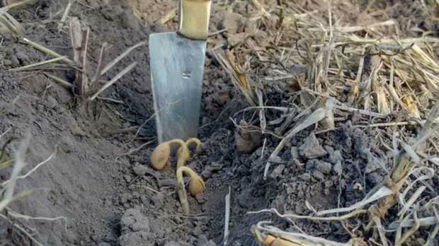 Soja plantada em 26 de dezembro em Llambí Campbell, Santa Fe, afetada pela falta de água (Fonte: La Nación)