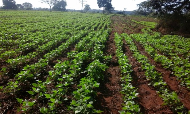 Plantio Feijão comunidades indigenas