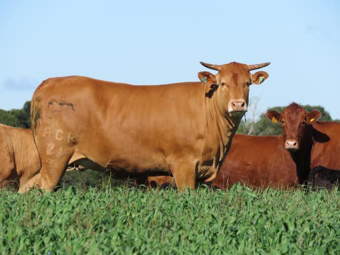 Imagem do dia - Novilha Caracura, do Grupo ACR, em Palmas (PR)