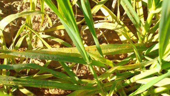 Ferrugem no Trigo da Argentina